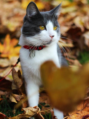 Adjustable Breakaway Cat Collar