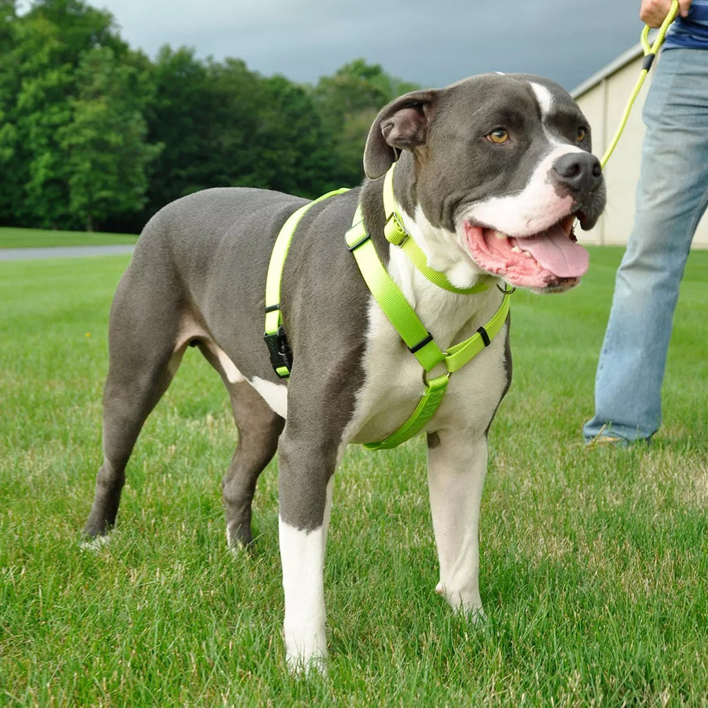 Standard Adjustable Dog Harness by Coastal - Red