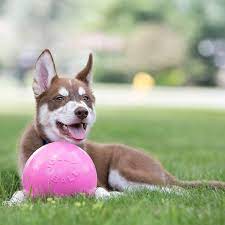 Jolly Bounce-n-Play Ball for Dogs