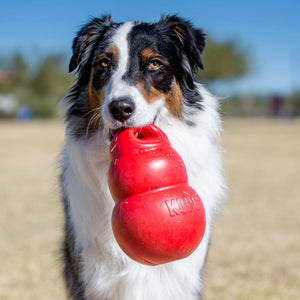 Bounzer Dog Toy by Kong