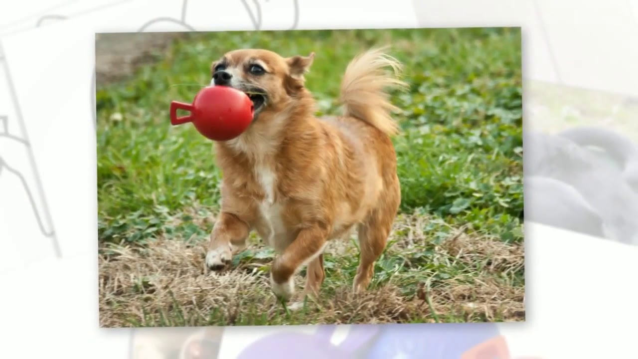 Tug-n-Toss Dog Toy